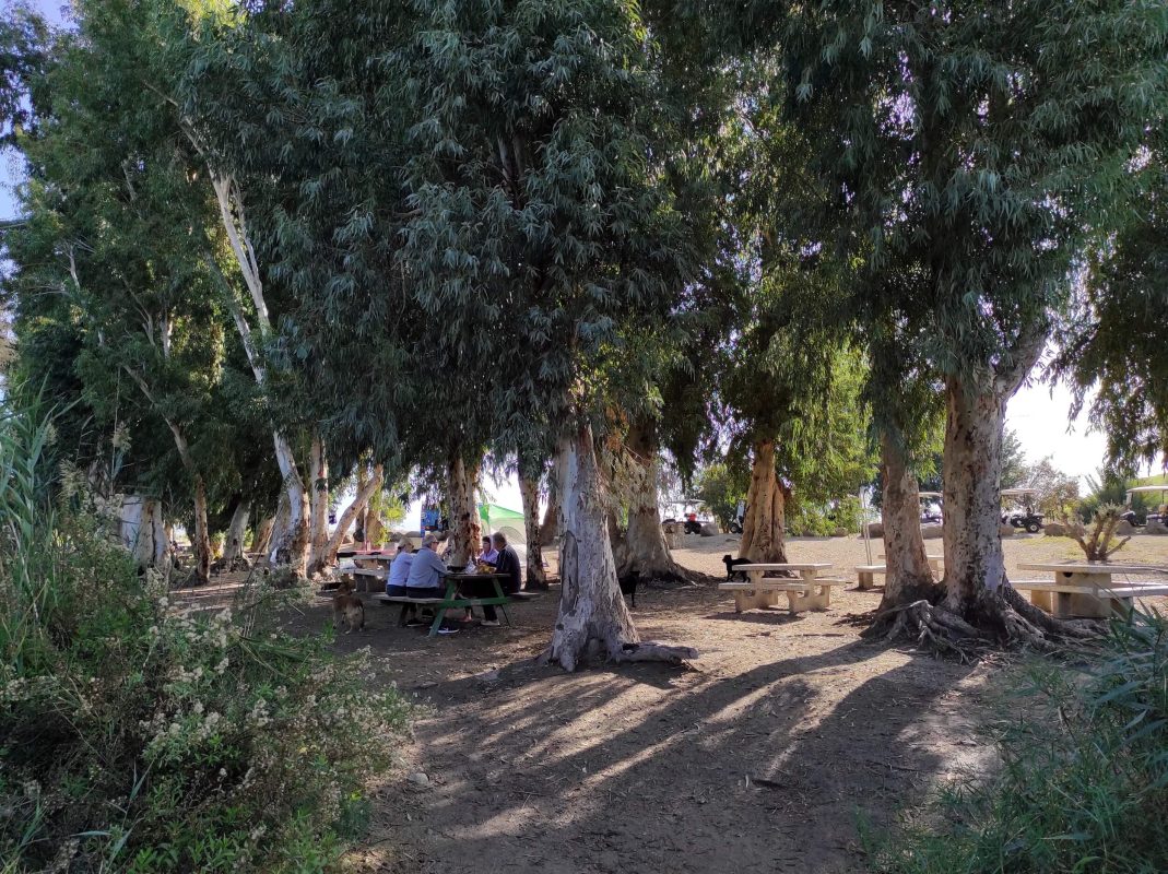 There is shade for a picnic