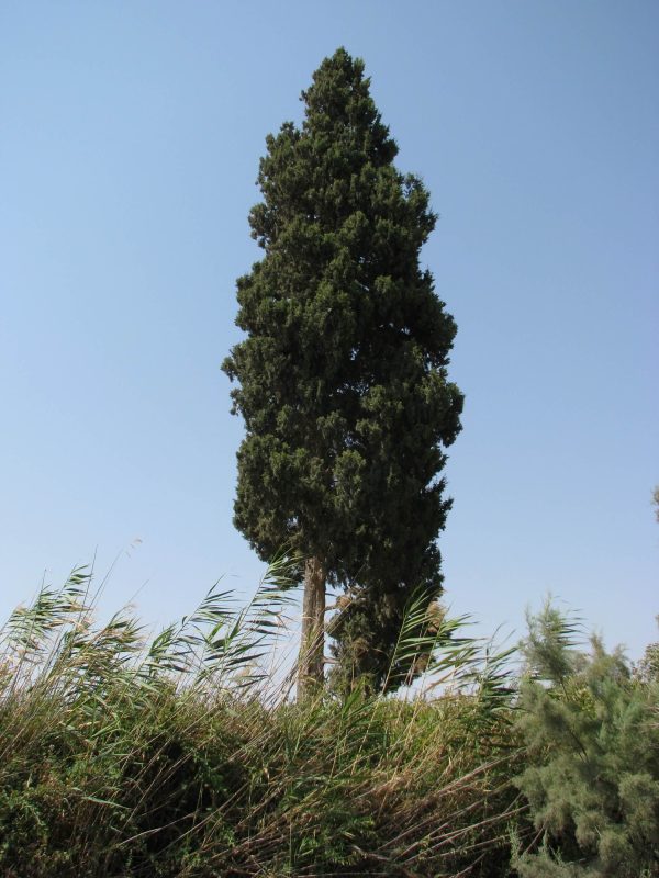 And here, above the stream, rises the cypress, green and tall