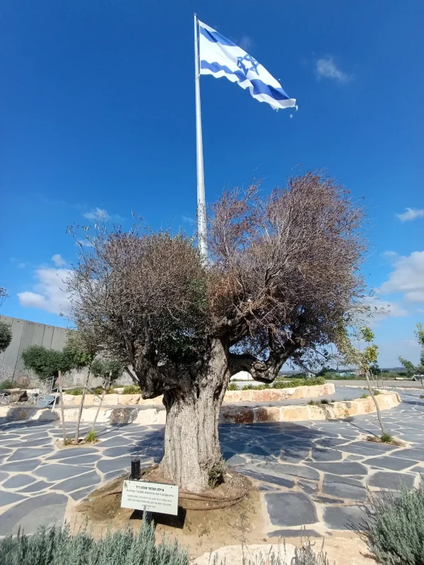 הדגל ועץ זית לזכר איילת ושלומי מולכו ז"ל